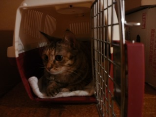 (untitled)
