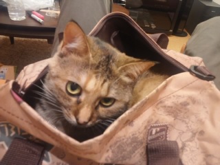 Cat in bag